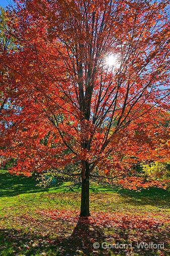 Autumn Tree_00323.jpg - Photographed at the Dominion Arboretum in Ottawa, Ontario - the capital of Canada.